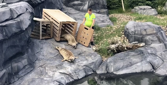 Tijdelijk zeehonden te zien in dierenpark Wildlands Emmen