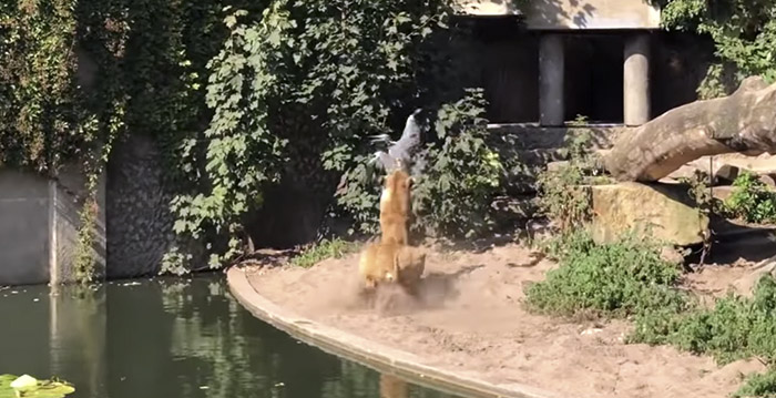 Video: reiger dood na aanval door leeuw in Artis