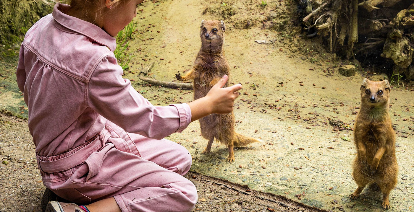 Bezoekersaantallen DierenPark Amersfoort nog lang niet op oude niveau: 'Toch heel blij'