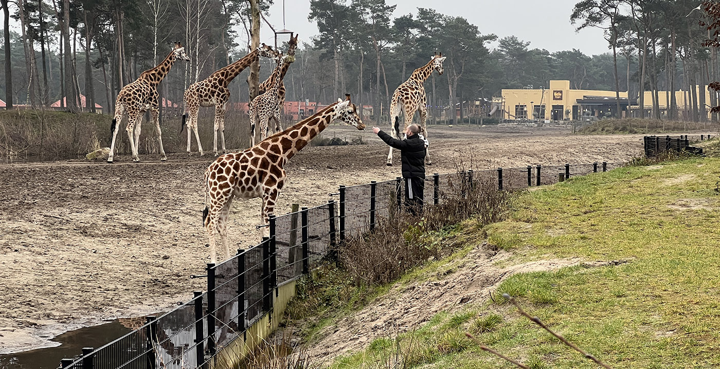 Oprecht Pelagisch Roux Dierentuinen zijn dicht, maar Safari Resort Beekse Bergen blijft open:  'Voelt als een verademing' - Looopings.nl