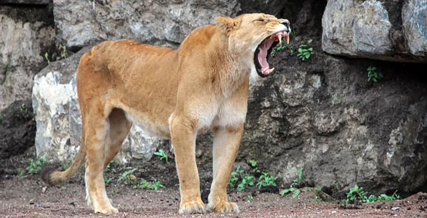 Ontsnapte zeldzame ooievaar opgegeten door leeuwen in Belgische dierentuin
