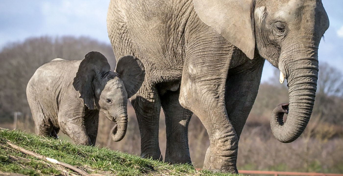 Dierentuinbaas hoopt dat dierentuinen verdwijnen