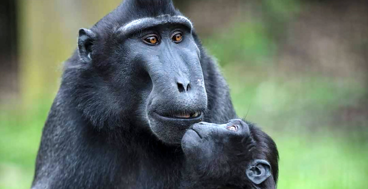 Iers dierenpark doneert inkomsten aan hulpactie voor Oekraïners