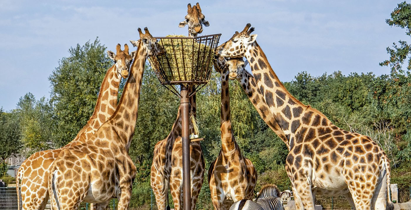 Safaripark Beekse Bergen organiseert bierfestival met ruim 75 verschillende bieren