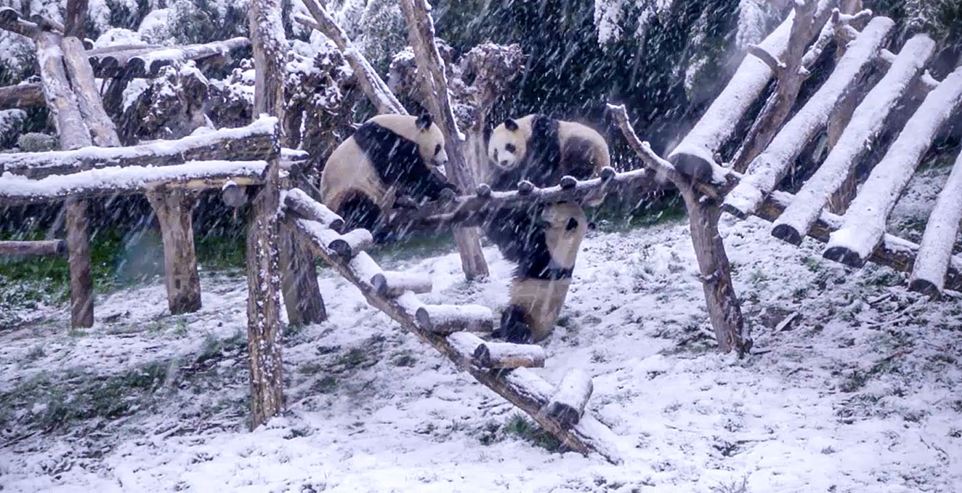 Pairi Daiza deelt bijzondere beelden van spelende panda's in de sneeuw