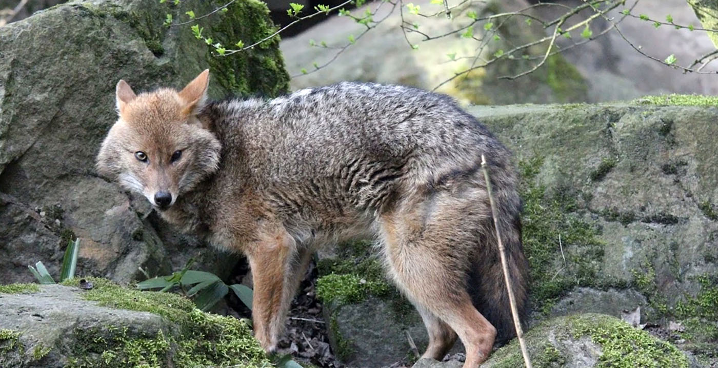 Burgers' Zoo neemt deze maand afscheid van diersoort