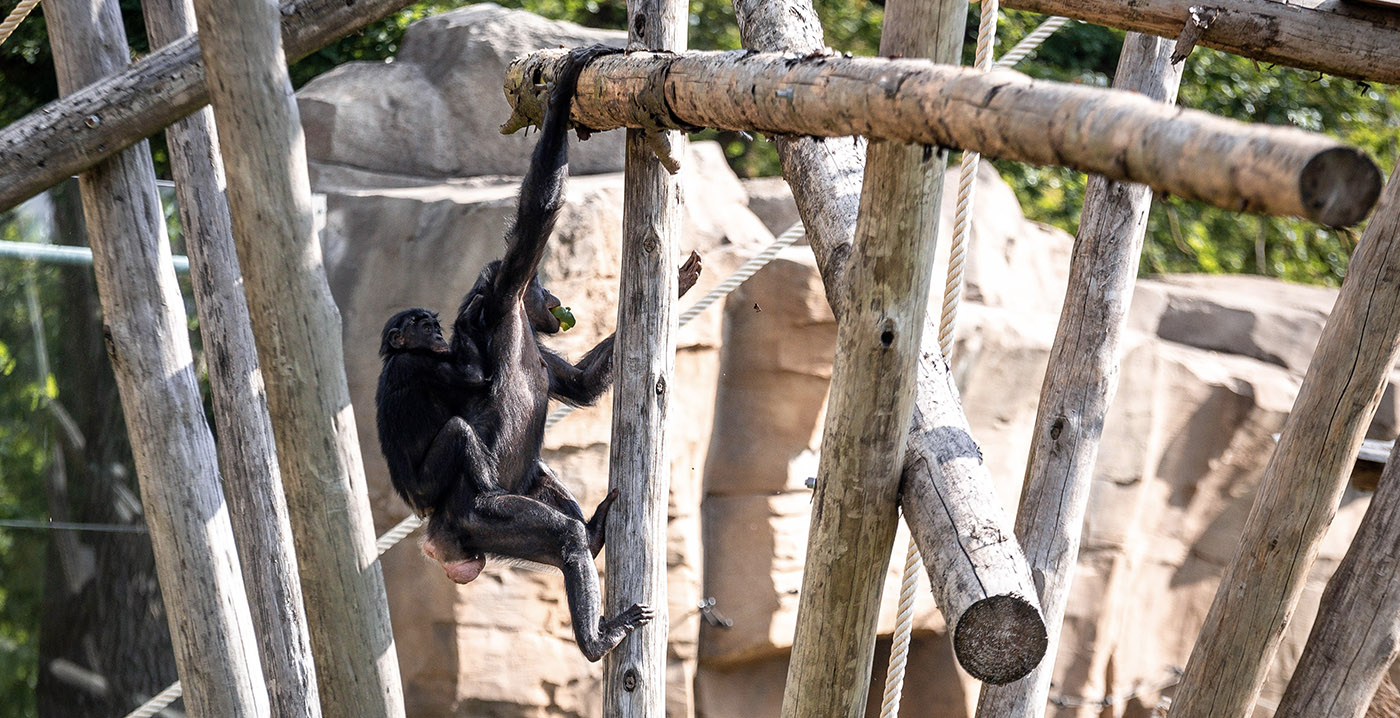 Bonobo's in Ouwehands Dierenpark mogen na een jaar naar buiten