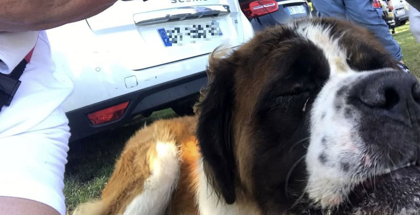 Franse vrouw laat hond in auto zitten op parkeerplaats Plopsaland