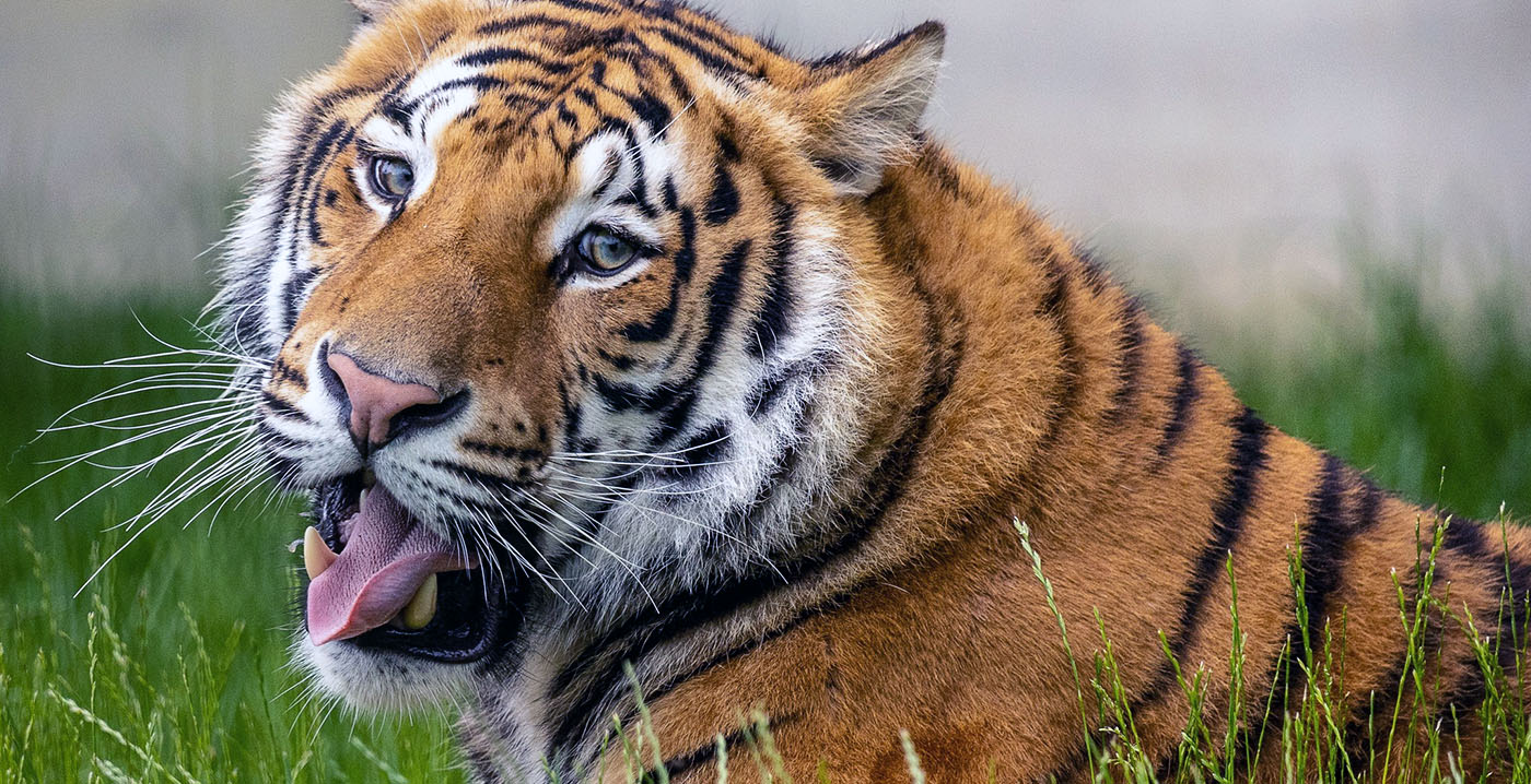 Regels voor Vlaamse dierentuinen aangescherpt: grotere verblijven voor zoogdieren