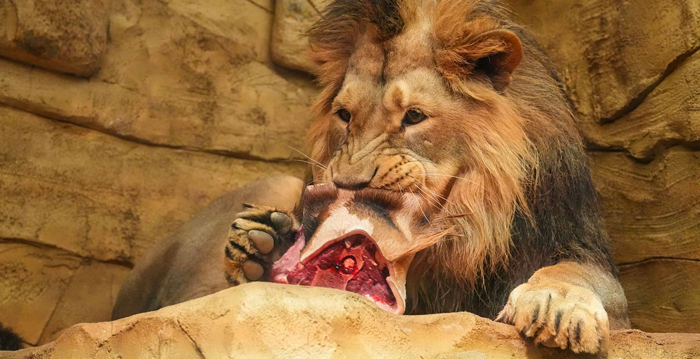 Tsjechische dierentuin krijgt kritiek na voeren dode giraf aan de leeuwen