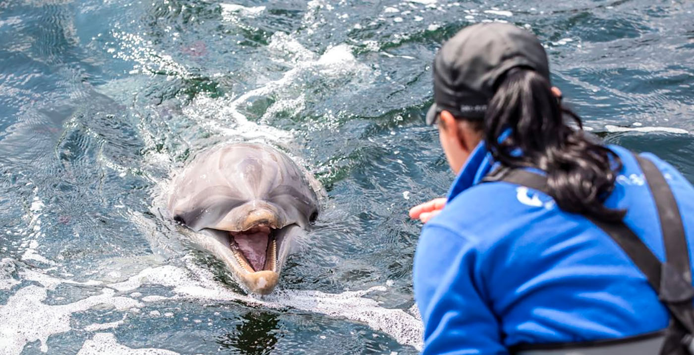 Minister ziet geen reden om verhuizing van Dolfinarium-dolfijnen te blokkeren