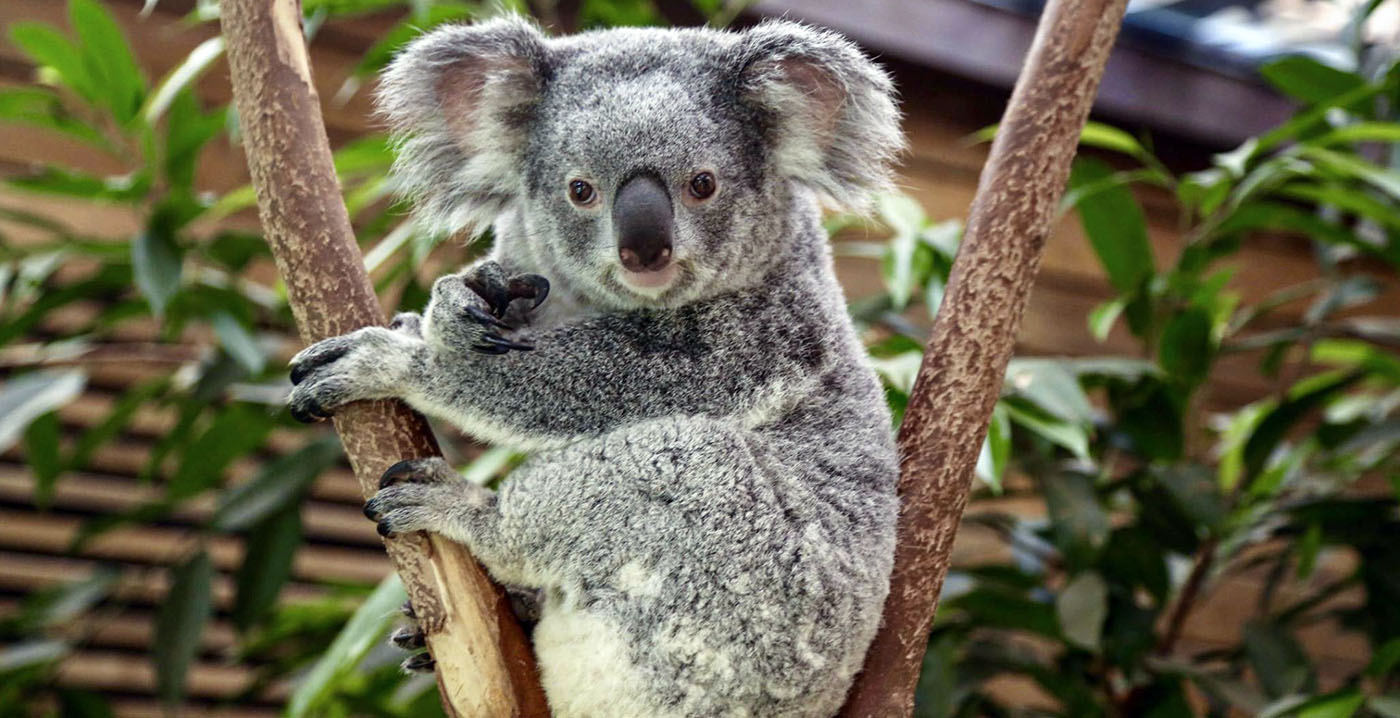 Ouwehands Dierenpark bevestigt komst van koala's