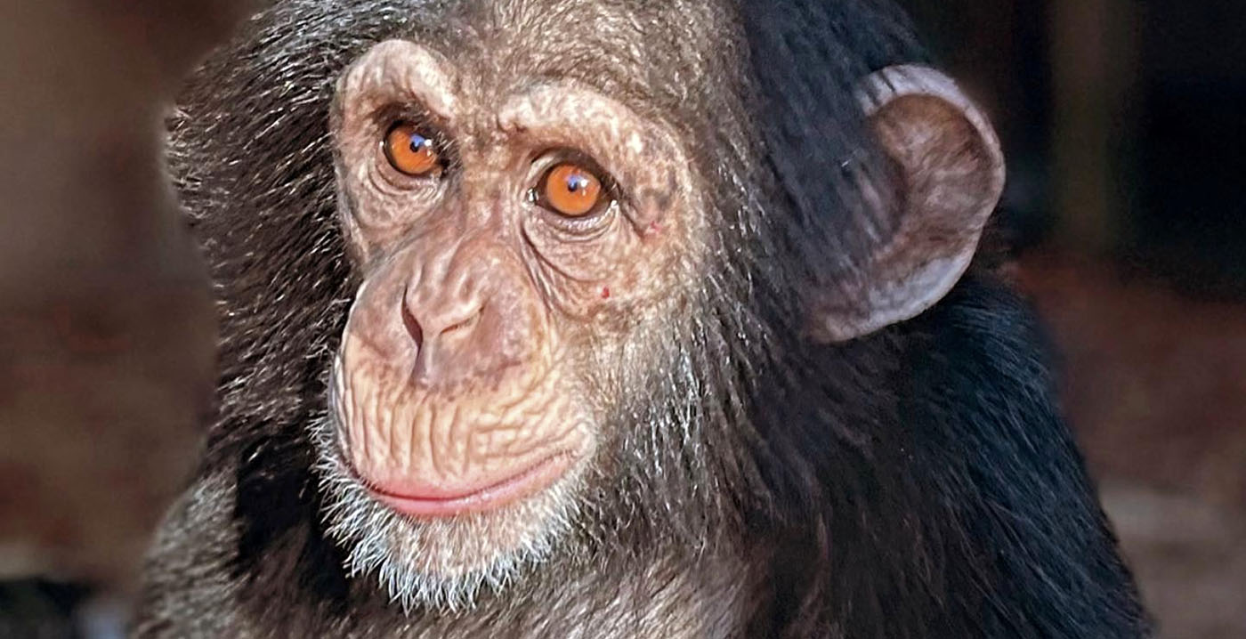 Ontsnapping chimpansees kost ook aan andere dieren het leven