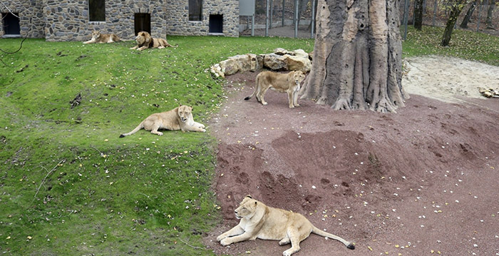 Leeuw valt verzorgster aan in Duitse dierentuin: 'We zijn erg geschrokken'