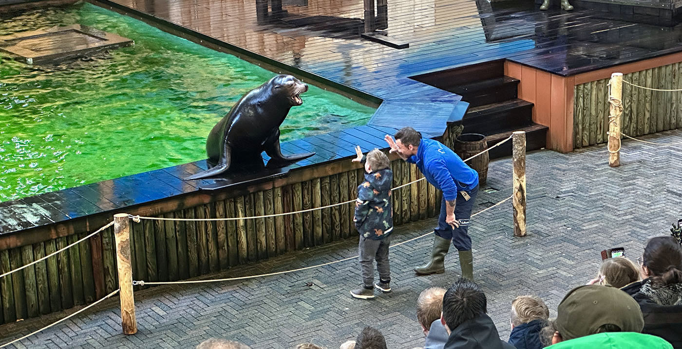 Dolfinarium brengt zeeleeuwenshow terug: focus ligt op educatie