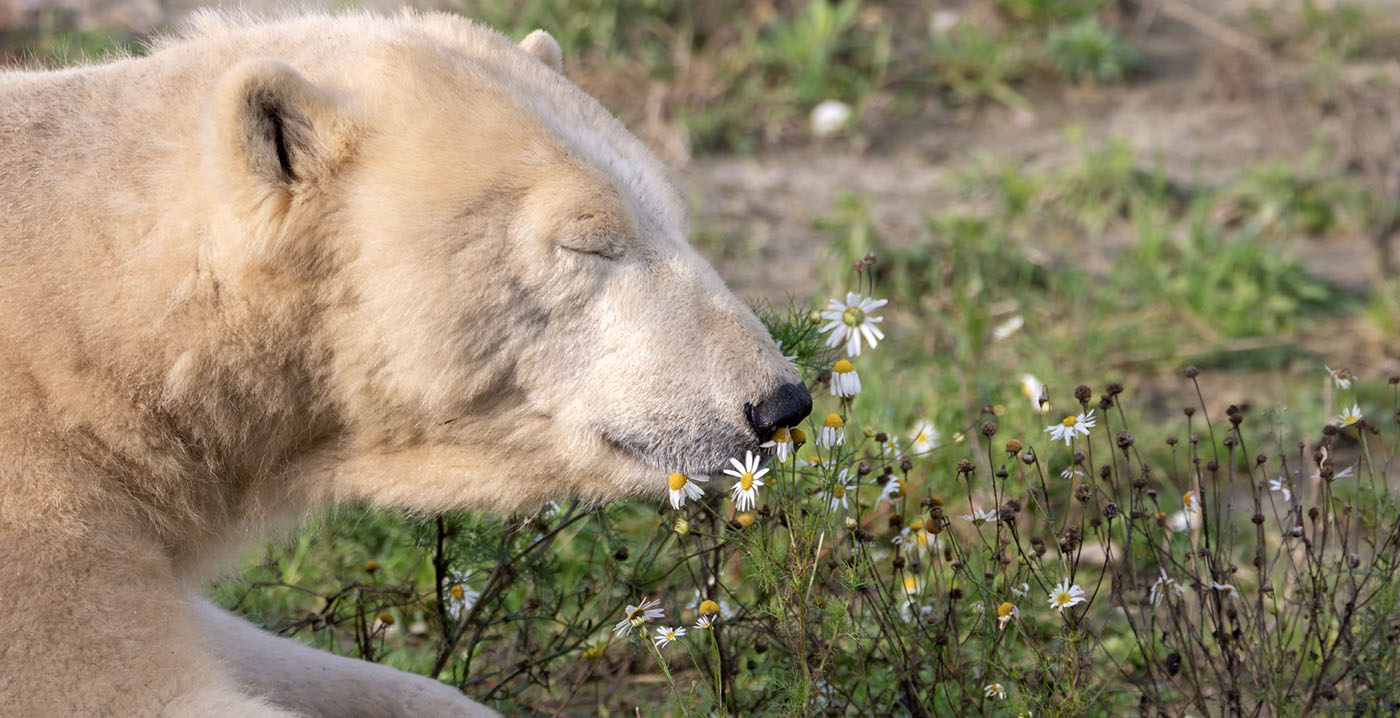 Dierentuin Wildlands sluit seizoen 2022 af met 830.000 bezoekers