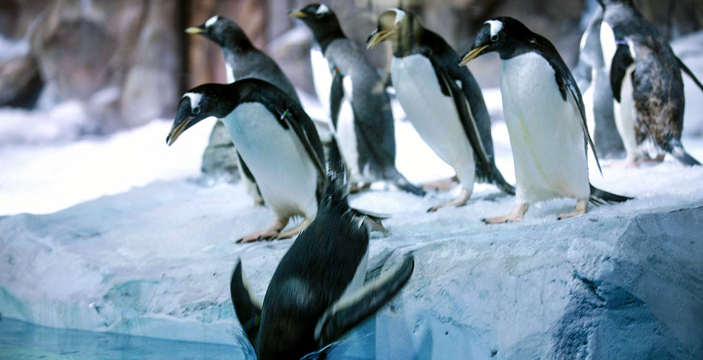 Pinguïns verdwijnen uit Legoland in Denemarken