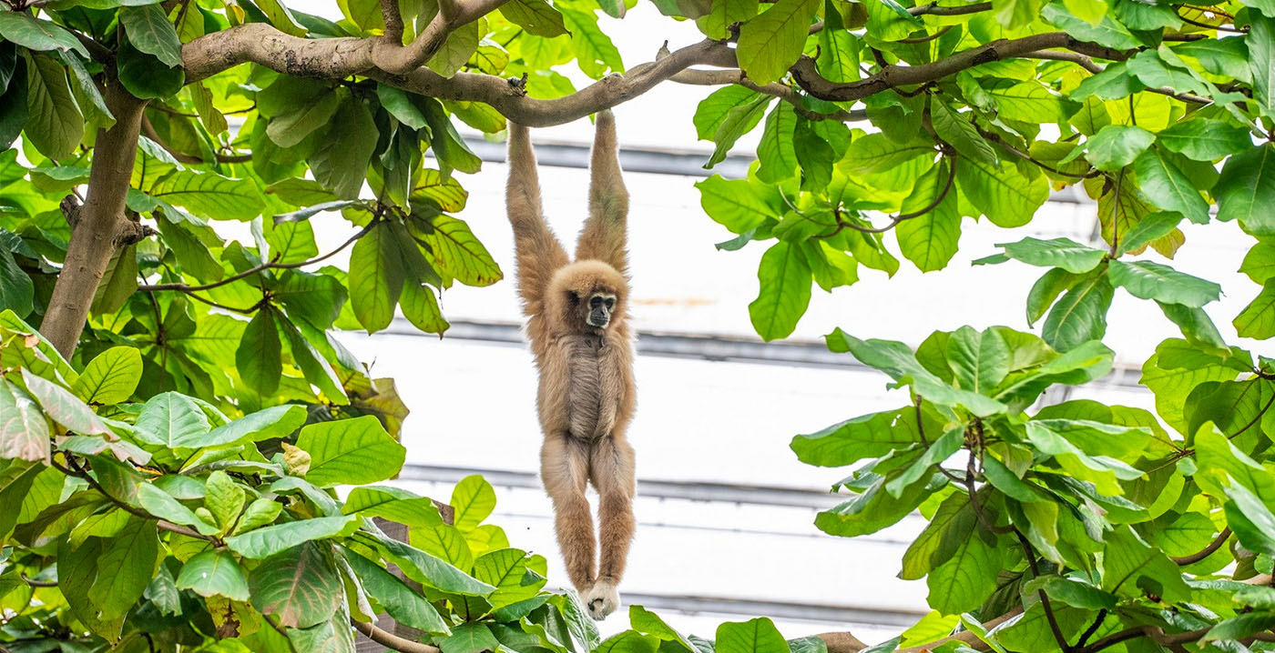 Vacature: wie wordt de nieuwe directeur van Wildlands Adventure Zoo Emmen?