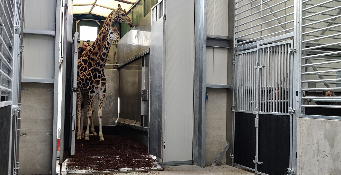 Video: eerste dieren nemen hun intrek bij nieuw hotel Safaripark Beekse Bergen