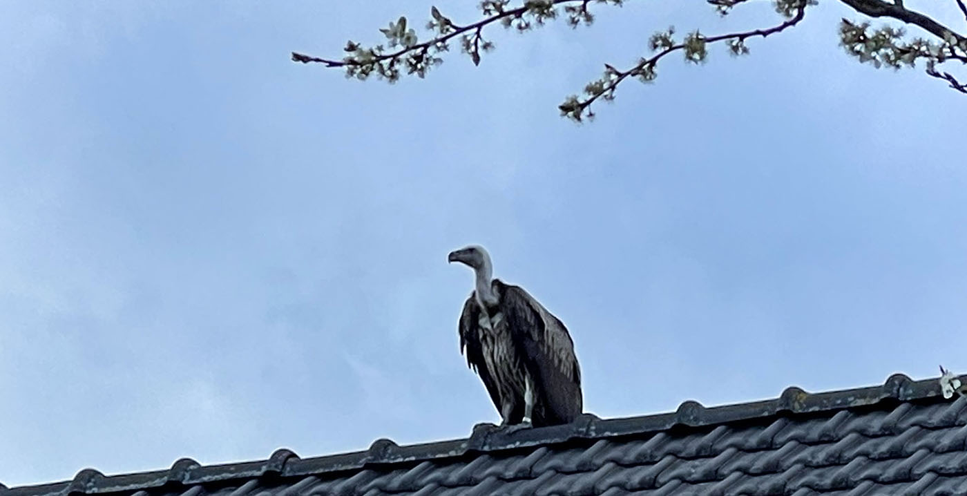 Gier ontsnapt uit Diergaarde Blijdorp: roofvogel gespot in Schiedam