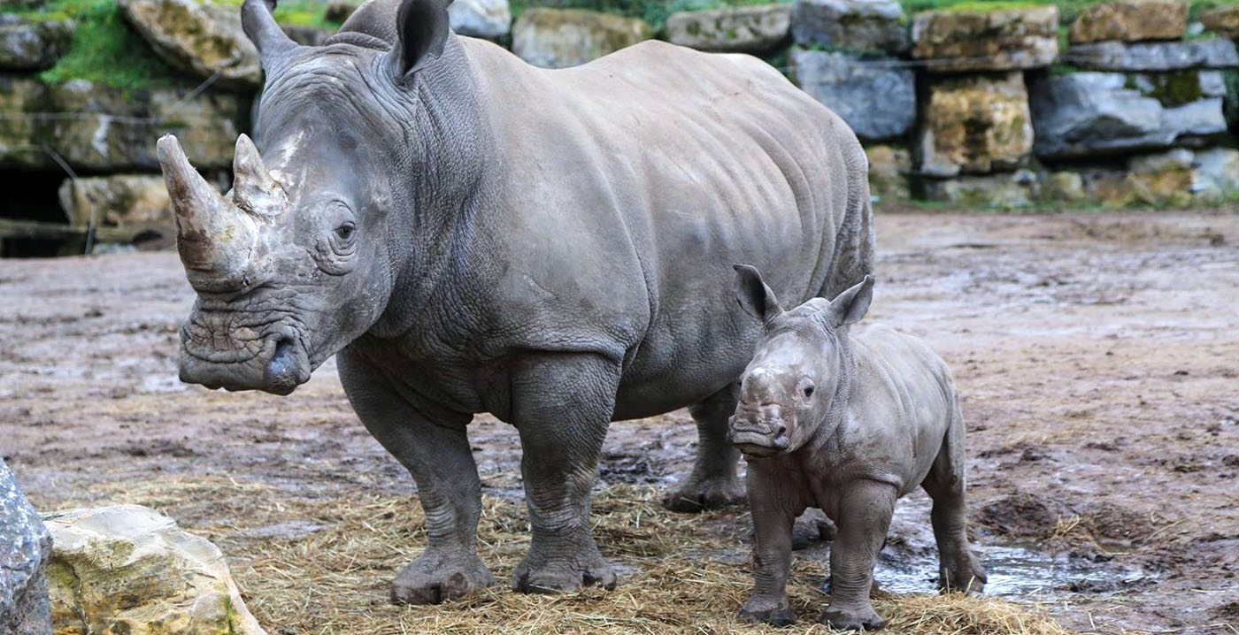 Belgisch dierenpark Pairi Daiza wint rechtszaak van dierenactivist