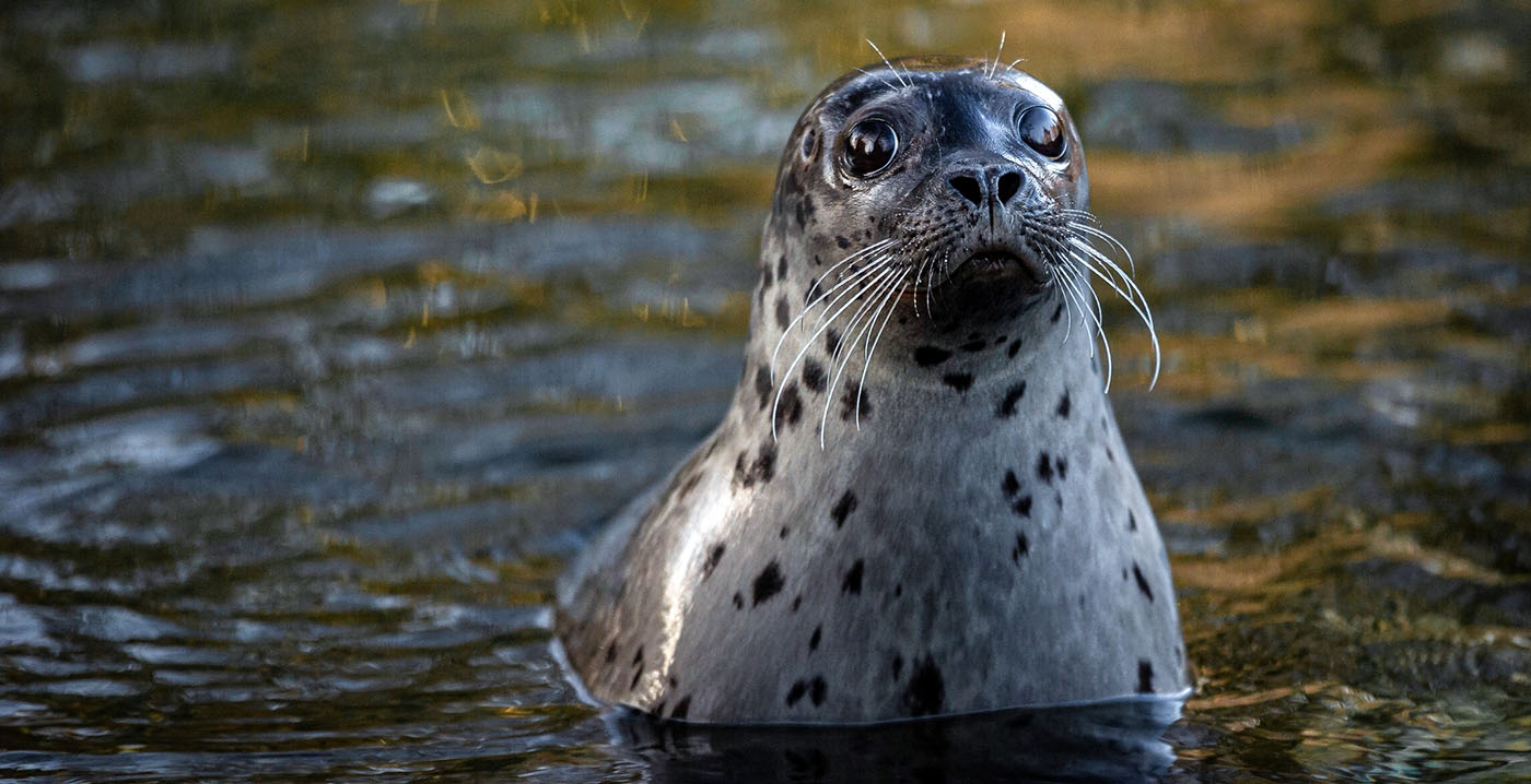 Zoo Antwerpen verhuist zeehonden naar het buitenland: verblijf voldoet niet aan de eisen