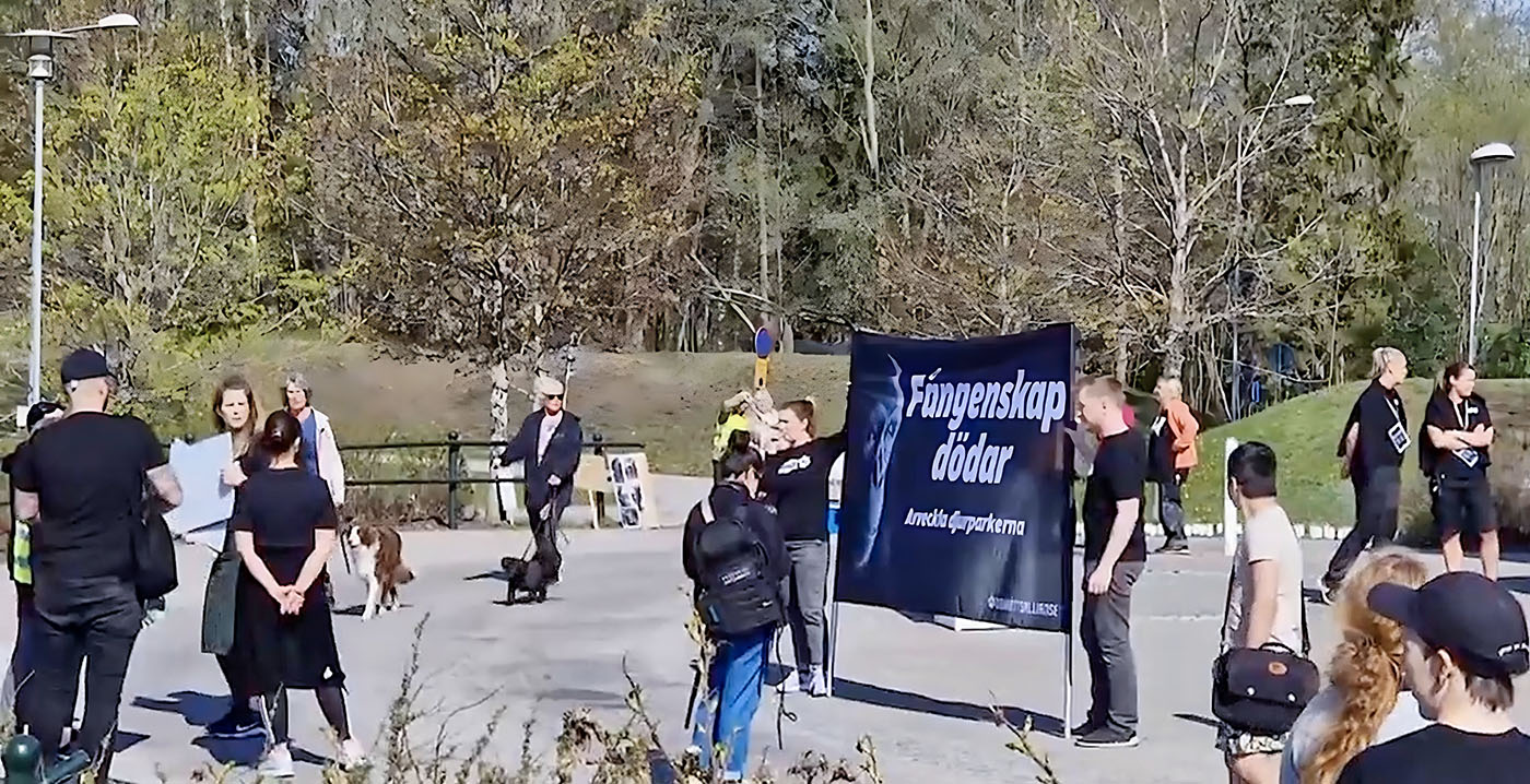 Demonstraties bij Zweeds attractie- en dierenpark na doodschieten chimpansees