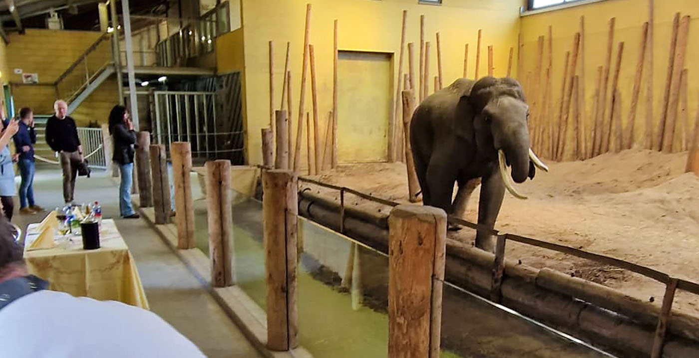 Foto's: gezin nuttigt viergangendiner in olifantenstal van Brabantse dierentuin