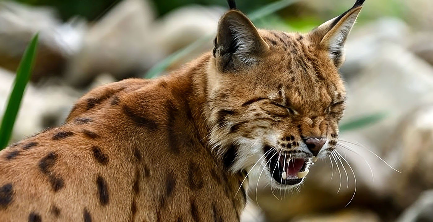 Lynx ontsnapt in Limburgs dierenpark: 'Spannende ochtend'