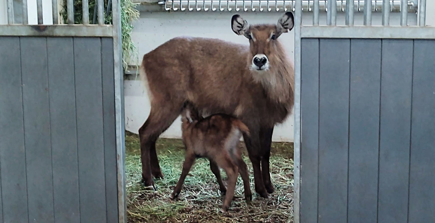 Tv-serie Het Echte Leven in de Dierentuin wijkt uit naar Wildlands Emmen