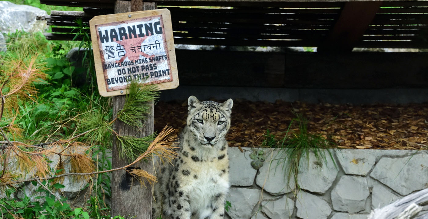 Dierenpark Zie-Zoo is tweede dierentuin in Nederland met sneeuwpanters