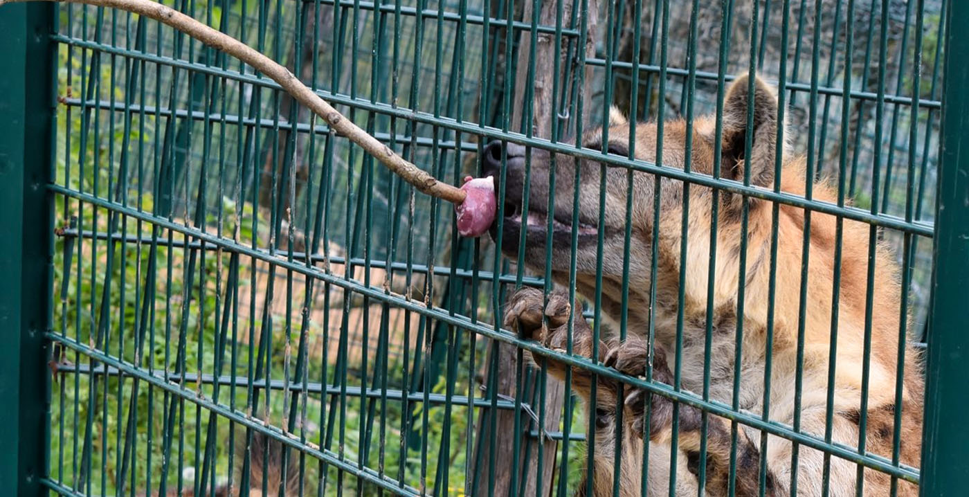 Franse dierentuin mag niet meer open na intrekken vergunning