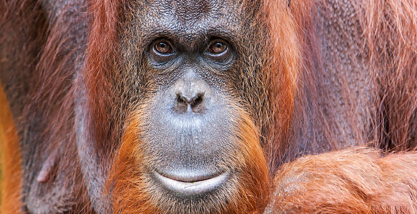 Apenheul zoekt nieuwe donateurs: 'Adopteer een aap'