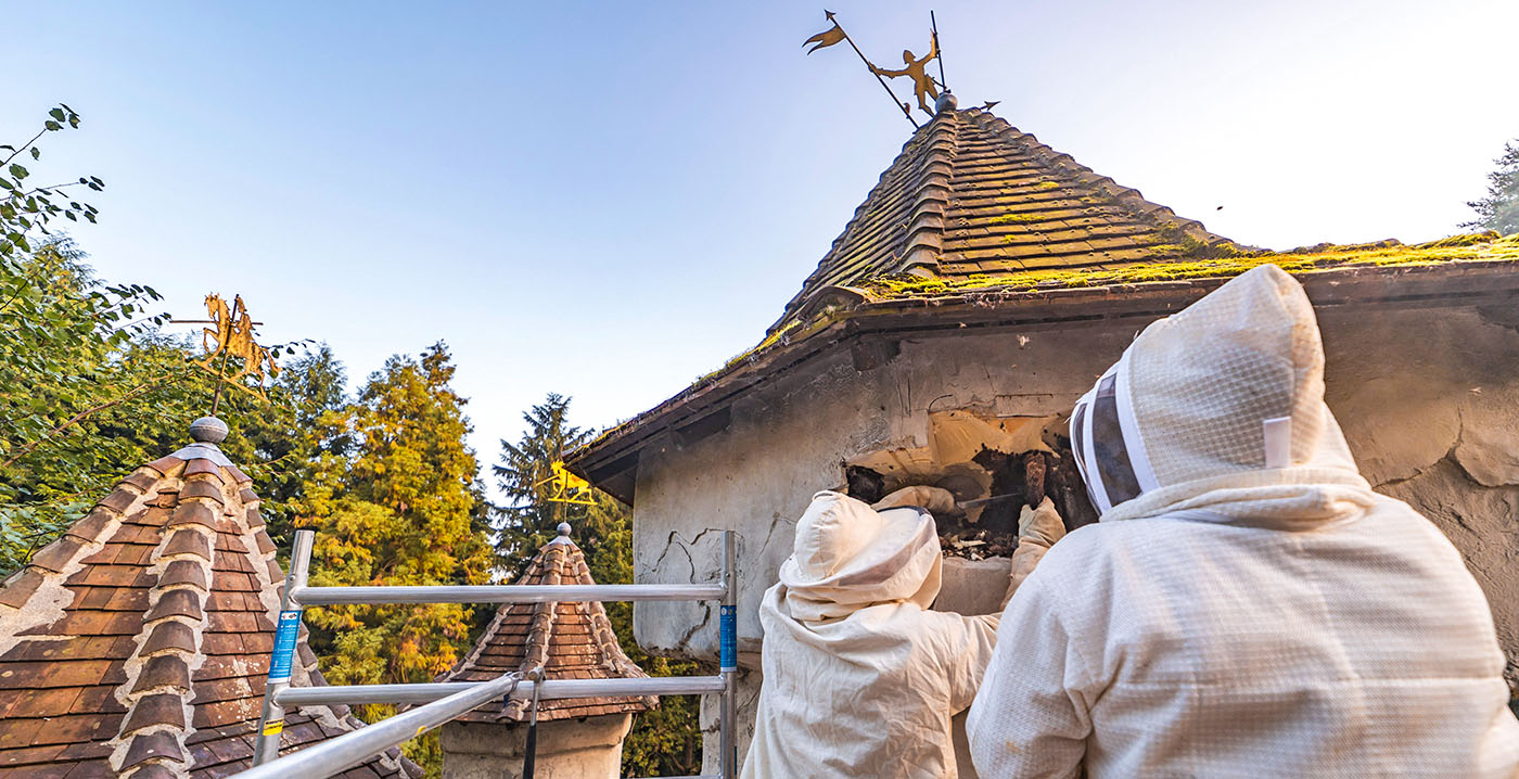 Efteling ontdekt bijennest bij groot onderhoud aan Doornroosje