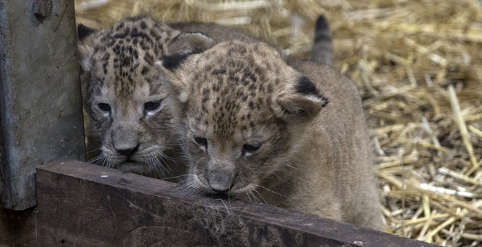 Livestream met pasgeboren leeuwenwelpjes Wildlands Emmen