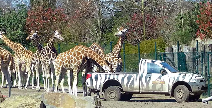 Safaripark Beekse vermaakt 'Thuis op safari' - Looopings.nl