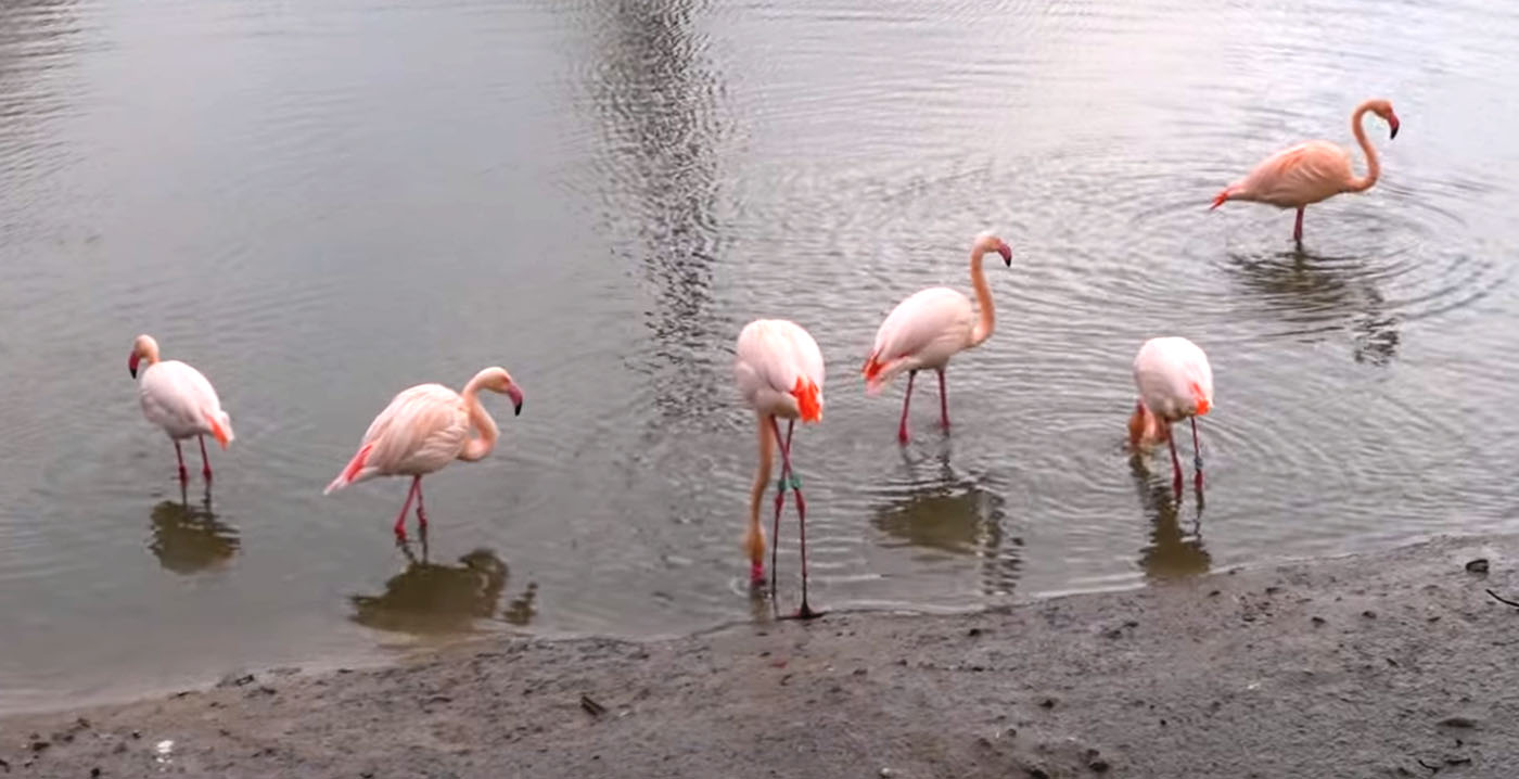 Video: honderden flamingo's vertrokken uit dierenpark GaiaZoo
