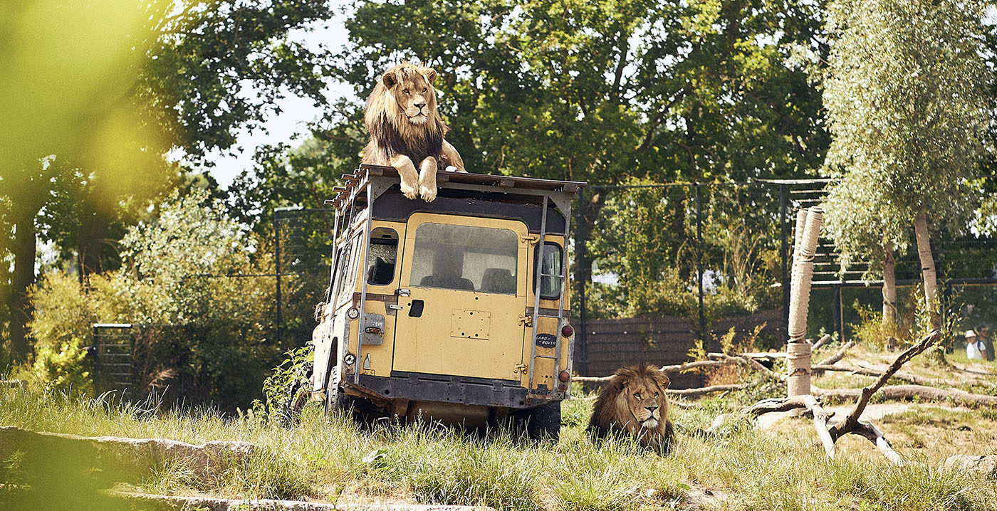 Dierentuin verkoopt originele safariwagen uit leeuwenverblijf