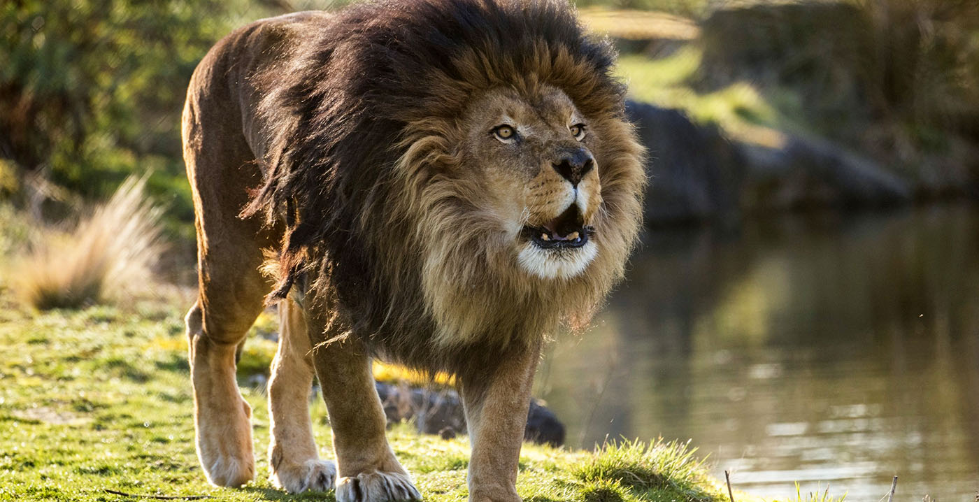 Eigenaar van populairste dierentuin in de Benelux noemt rookverbod 'hypocriet en volstrekt inefficiënt'