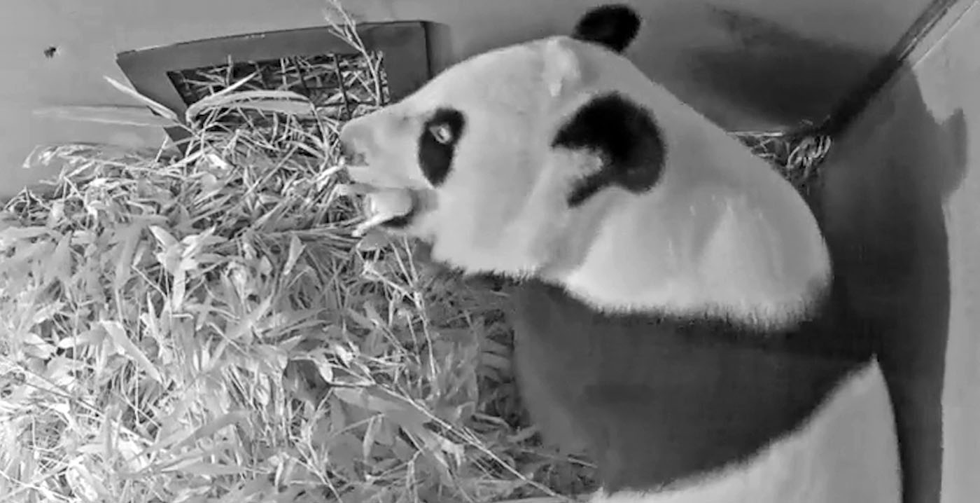 Twee reuzenpanda's geboren in Ouwehands Dierenpark, één overleden