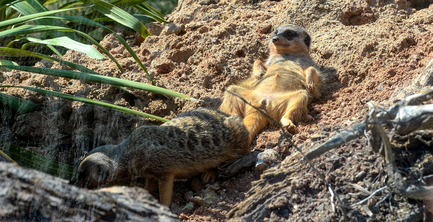 Dierenpark Avifauna draait verlies: parkeren kost voortaan geld