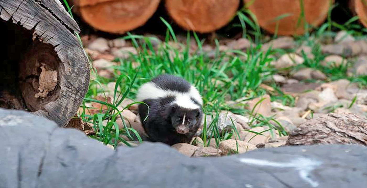 Wildlands Emmen heeft geen stinkdieren meer: ze werden te dik