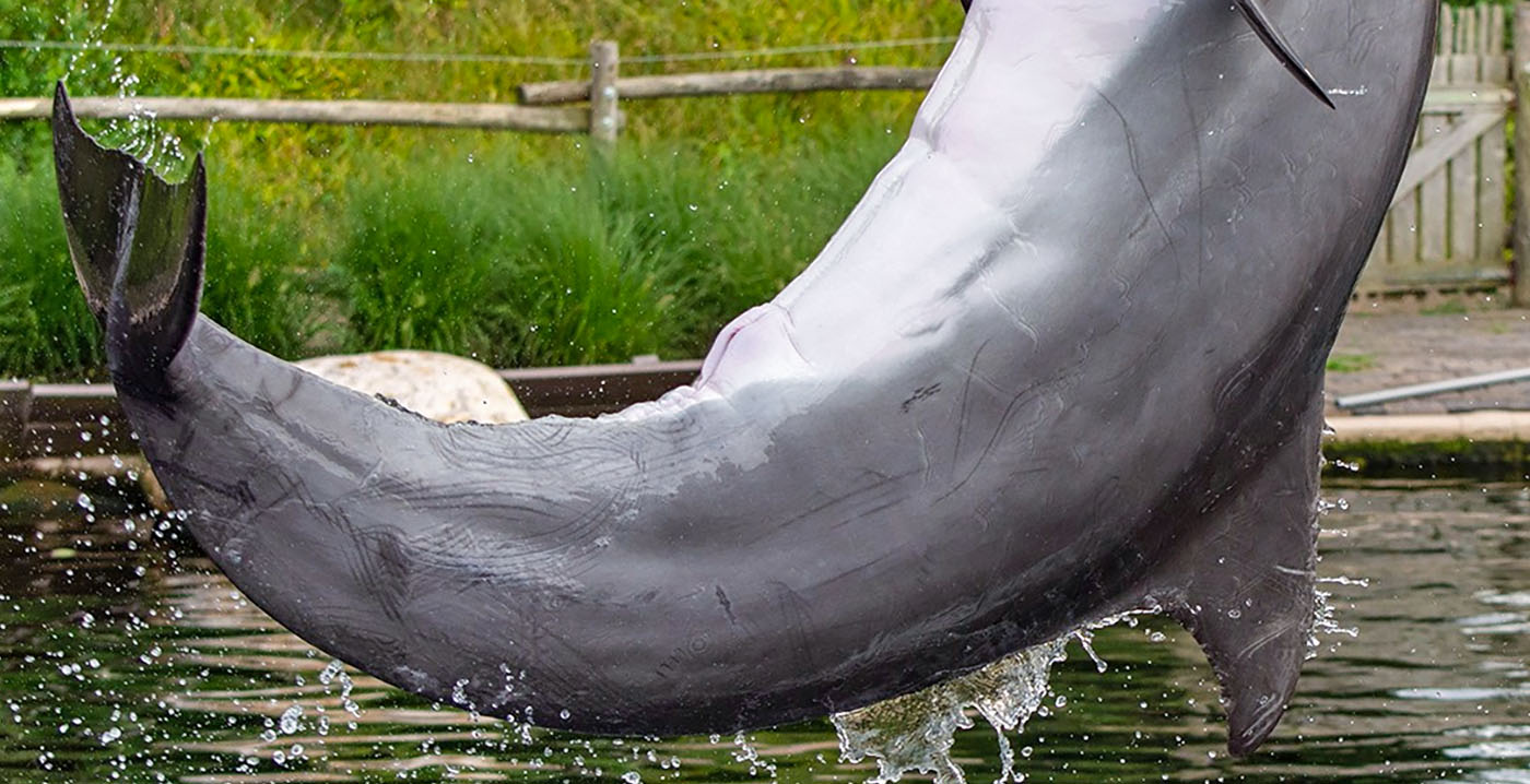 Pijnlijk: Dolfinarium voldoet niet aan eisen branchevereniging, lidmaatschap beëindigd