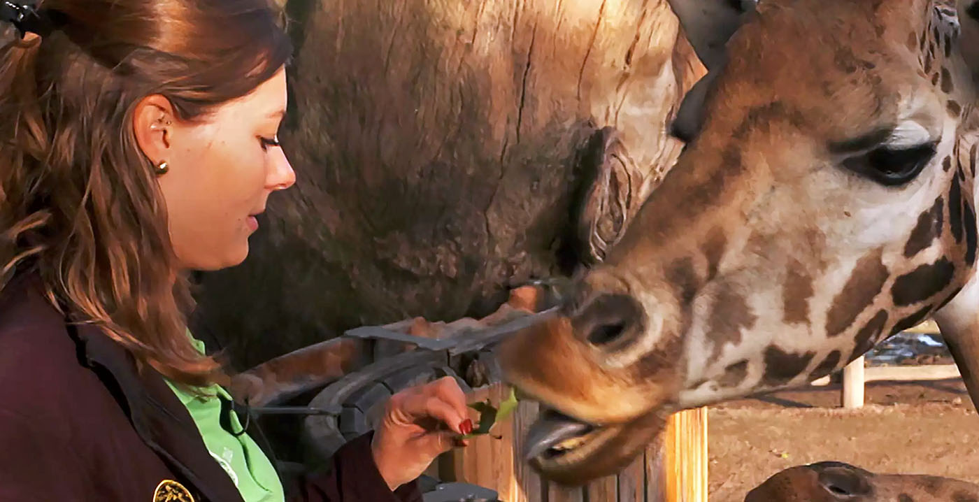 Belgisch dierenpark Pairi Daiza deze zomer ook op tv in Nederland