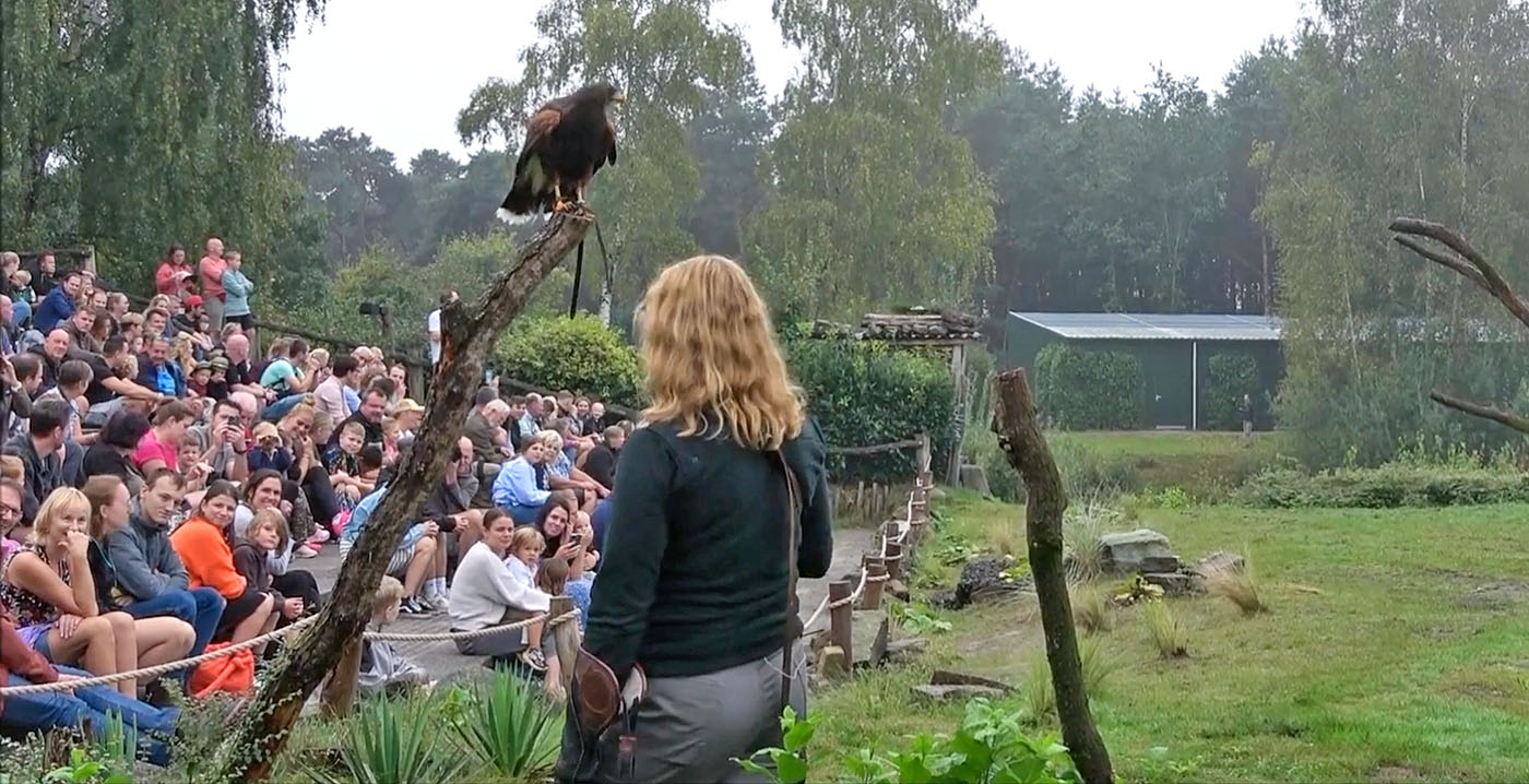 Dierenbescherming richt pijlen op roofvogelshows: 'Het zijn geen clowntjes'