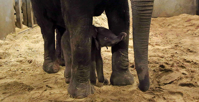 Hartverscheurend: baby-olifantje Ouwehands Dierenpark dood na aanval