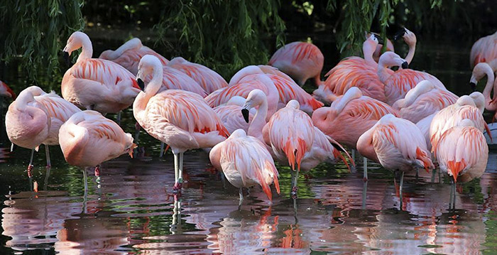 Dierentuin Artis verhoogt parkeertarief met 56 procent