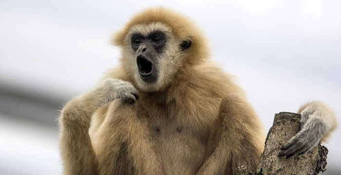 Zorgen over tegenvallende bezoekersaantallen Wildlands Emmen