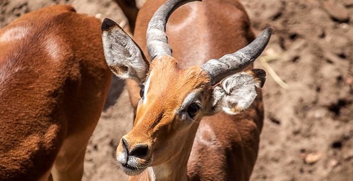 Nieuwe diersoorten op savanne DierenPark Amersfoort