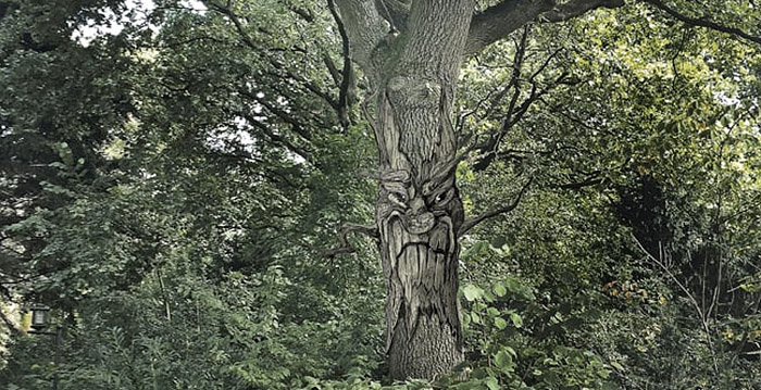 Nieuwe Babbelboom gaat met Efteling-bezoekers praten